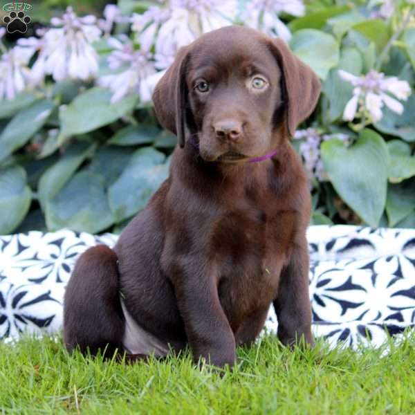 Layla, Chocolate Labrador Retriever Puppy