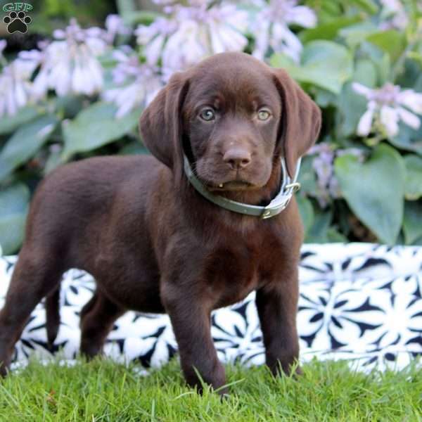 Leah, Chocolate Labrador Retriever Puppy