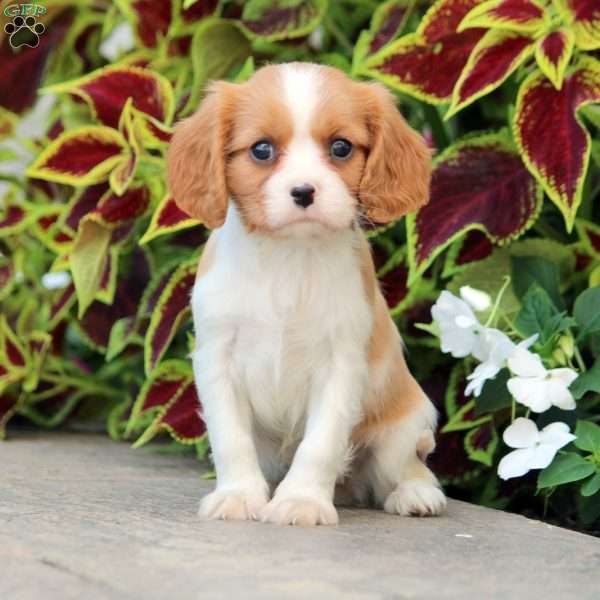 Leandra, Cavalier King Charles Spaniel Puppy