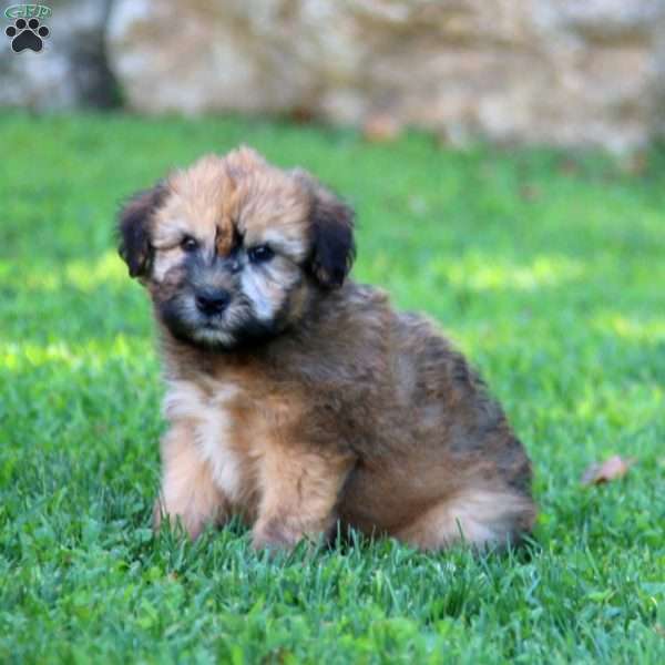 Lee, Soft Coated Wheaten Terrier Puppy