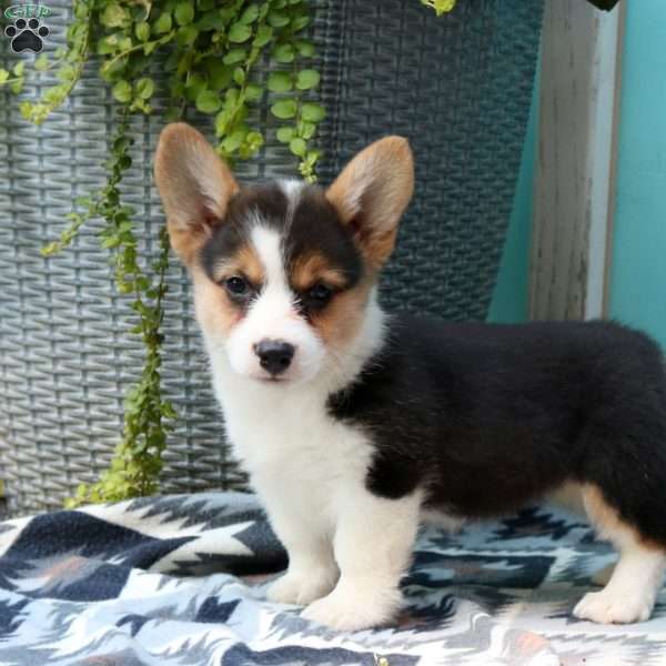 Leena, Pembroke Welsh Corgi Puppy