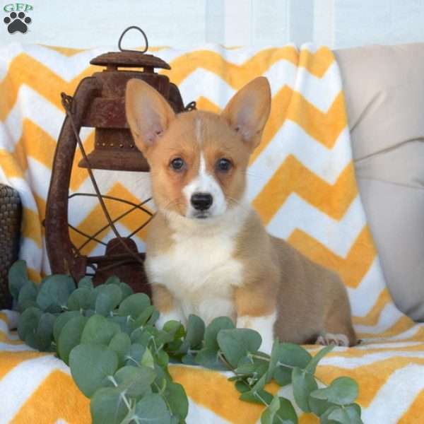 Lemonade, Pembroke Welsh Corgi Puppy