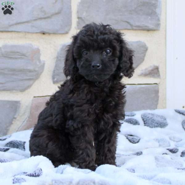 Lena, Cavapoo Puppy