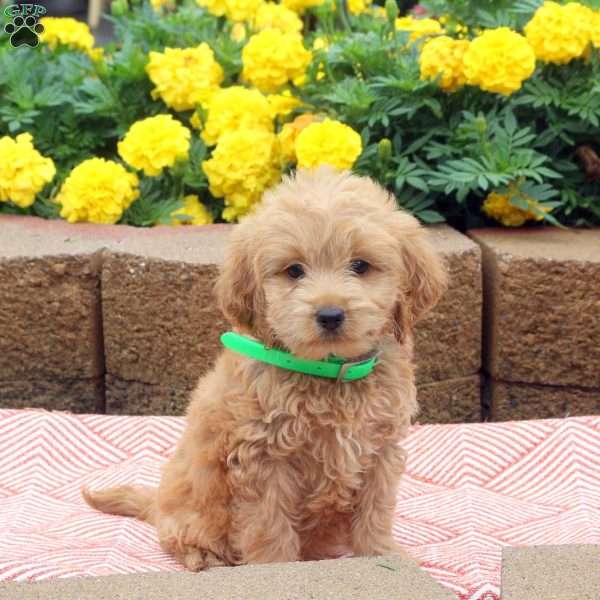 Lenny, Cockapoo Puppy