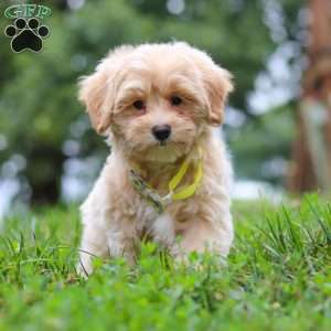 Leo, Maltipoo Puppy