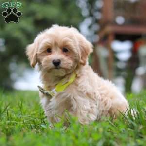 Leo, Maltipoo Puppy