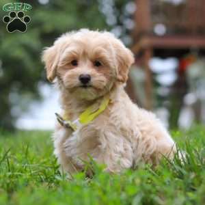 Leo, Maltipoo Puppy