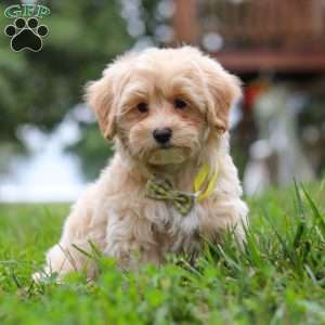 Leo, Maltipoo Puppy