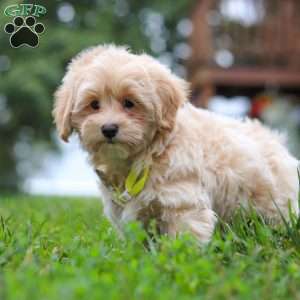 Leo, Maltipoo Puppy