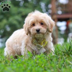 Leo, Maltipoo Puppy