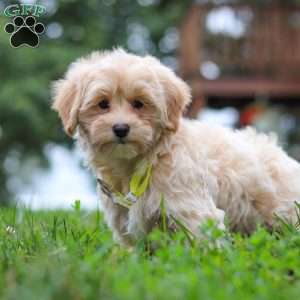 Leo, Maltipoo Puppy