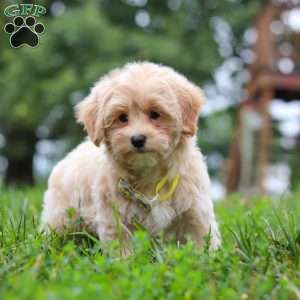 Leo, Maltipoo Puppy