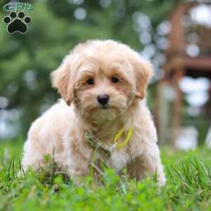 Leo, Maltipoo Puppy