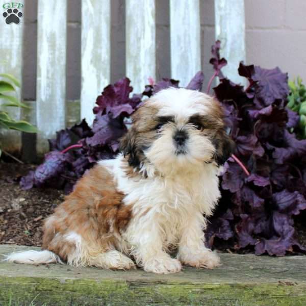 Leo, Shih Tzu Puppy