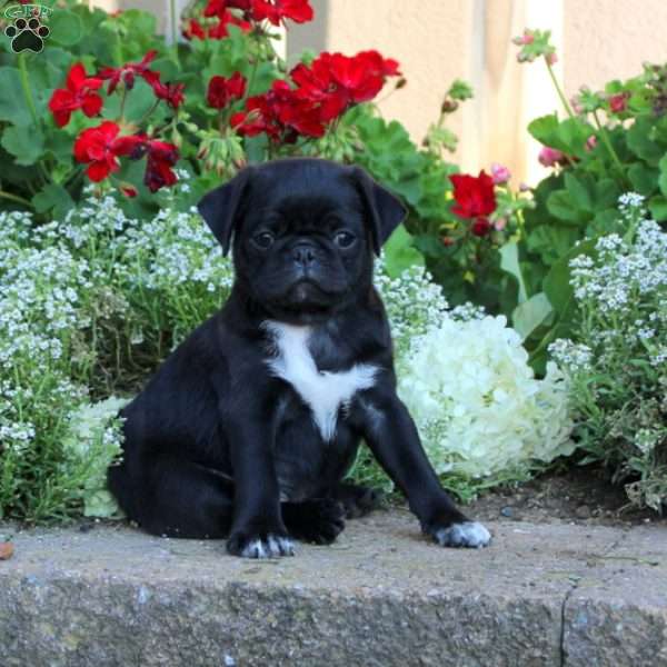 Leo, Pug Puppy