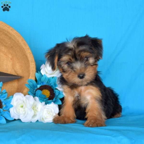 Leo, Yorkie Puppy