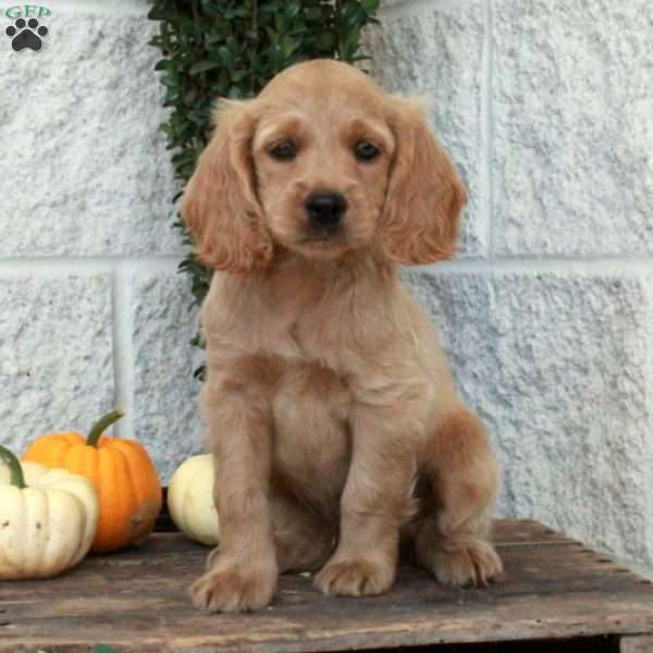 Leo, Cockapoo Puppy