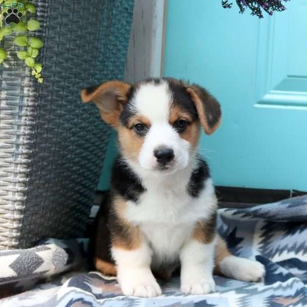 Leo, Pembroke Welsh Corgi Puppy