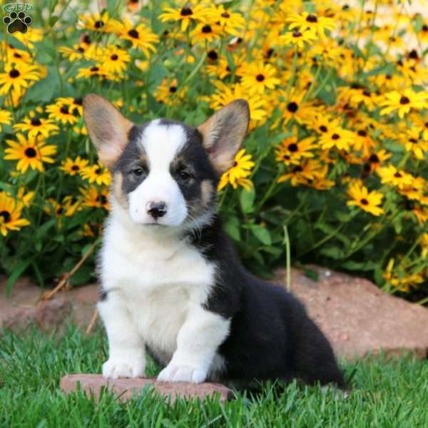 Leo, Pembroke Welsh Corgi Puppy