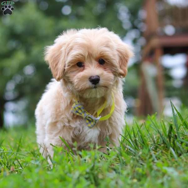 Leo, Maltipoo Puppy