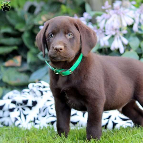 Leon, Chocolate Labrador Retriever Puppy