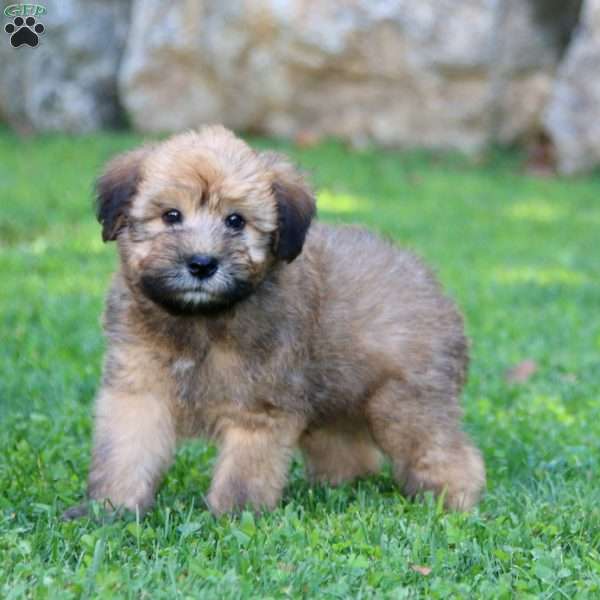 Lesli, Soft Coated Wheaten Terrier Puppy