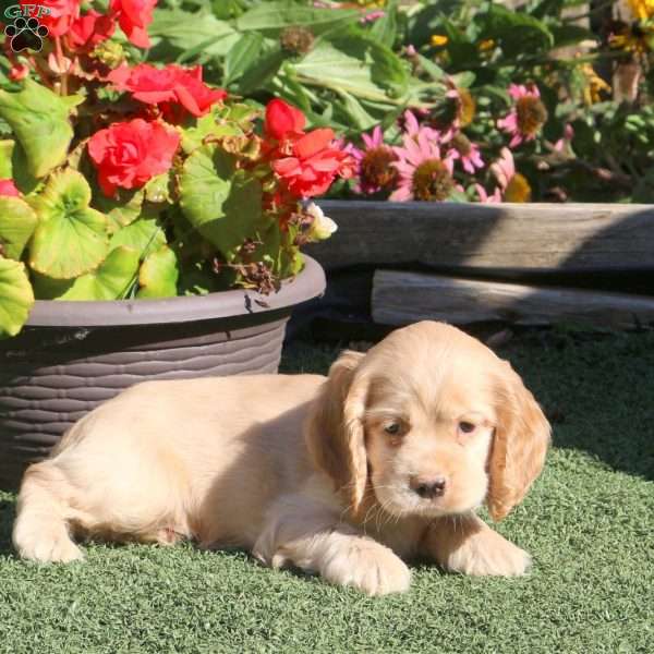 Lester, Cocker Spaniel Puppy