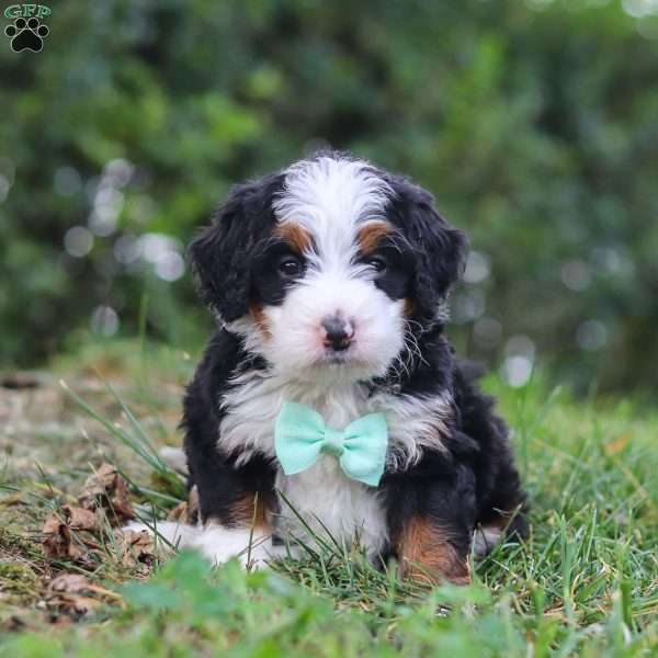 Levi, Mini Bernedoodle Puppy