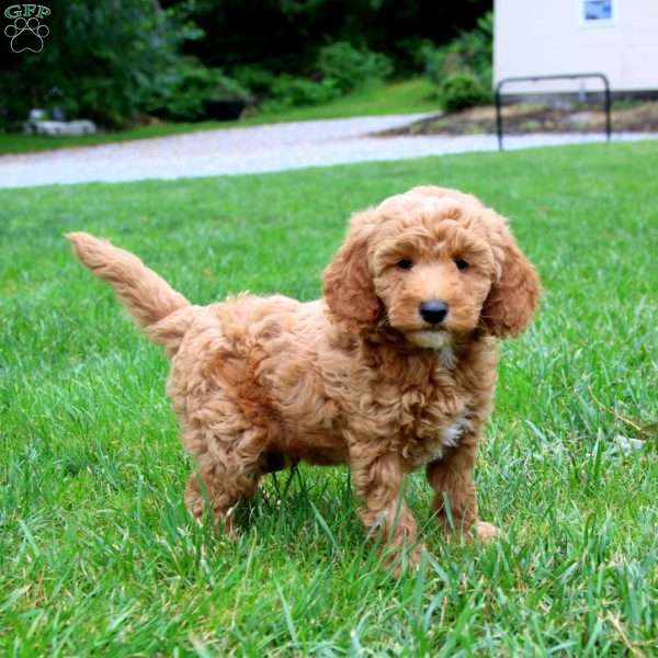 Lewis, Mini Goldendoodle Puppy