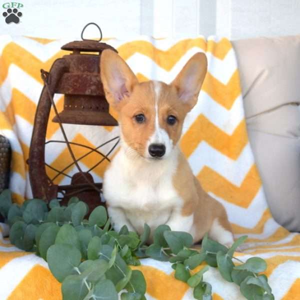 Lexi, Pembroke Welsh Corgi Puppy