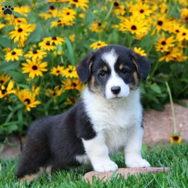 Lexi, Pembroke Welsh Corgi Puppy