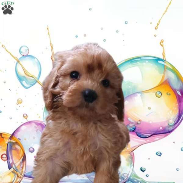 Lexi, Cavapoo Puppy