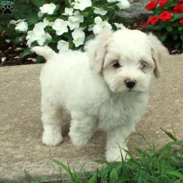 Liam, Maltipoo Puppy