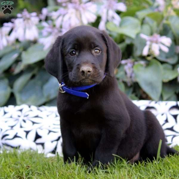 Liam, Black Labrador Retriever Puppy