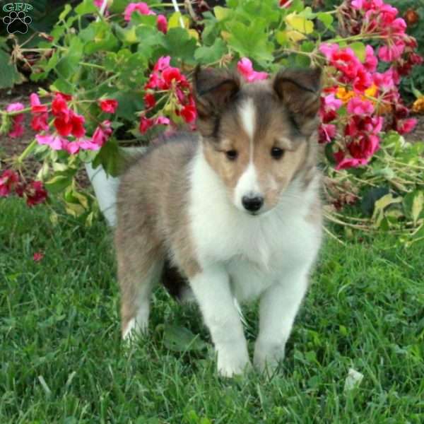 Liam, Sheltie Puppy