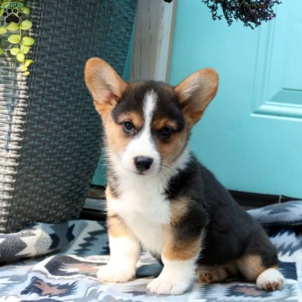 Liam, Pembroke Welsh Corgi Puppy