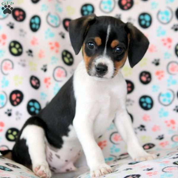 Licky, Fox Terrier Mix Puppy