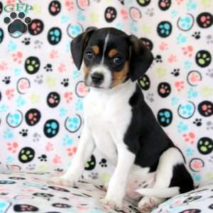 Licky, Fox Terrier Mix Puppy