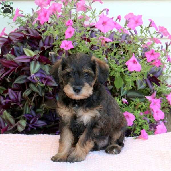 Licorice, Mini Schnoodle Puppy