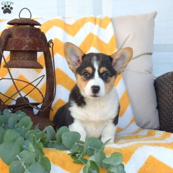 Licorice, Pembroke Welsh Corgi Puppy