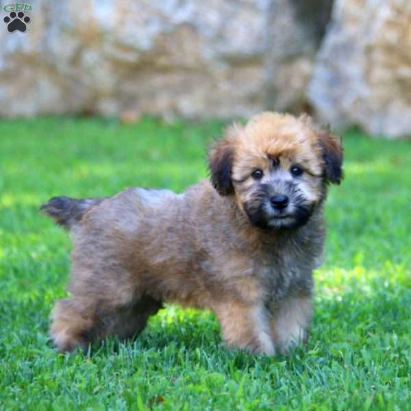 Lila, Soft Coated Wheaten Terrier Puppy