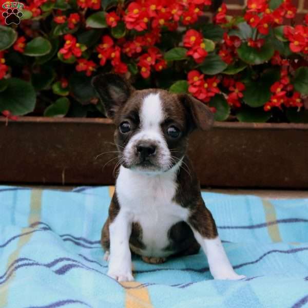 Lila, Boston Terrier Mix Puppy