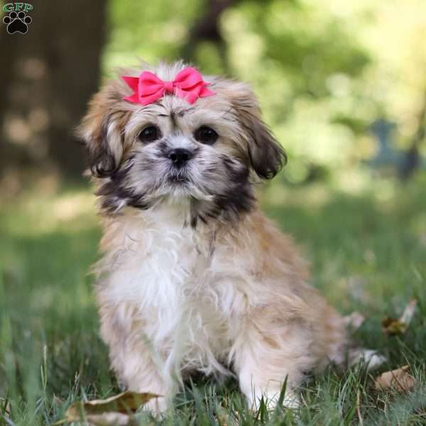 Lila, Lhasa Apso Puppy