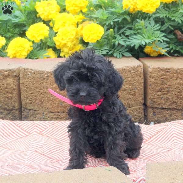 Lilac, Cockapoo Puppy