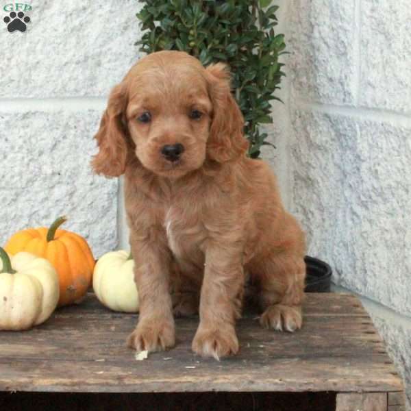 Lilac, Cockapoo Puppy