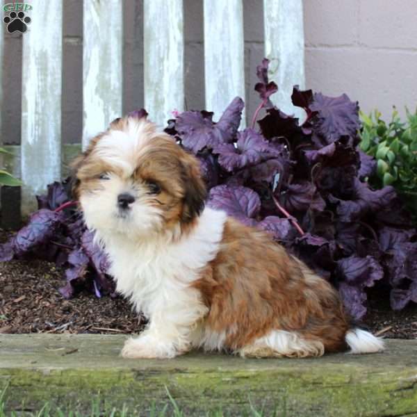 Lilac, Shih Tzu Puppy