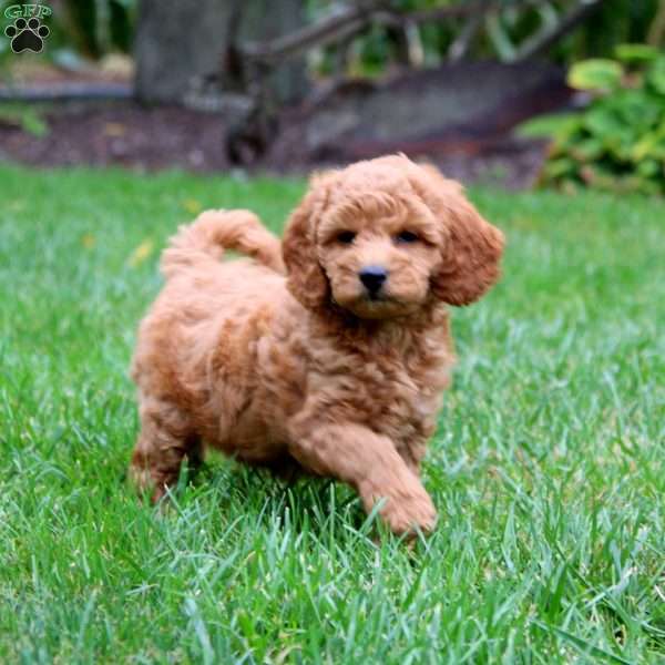 Lilac, Mini Goldendoodle Puppy