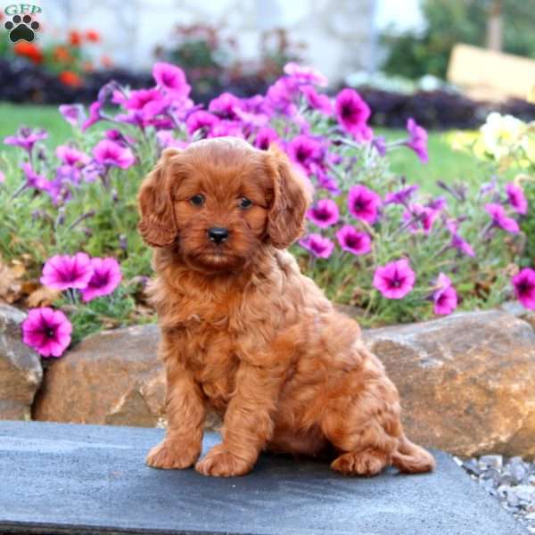 Lilac, Cavapoo Puppy