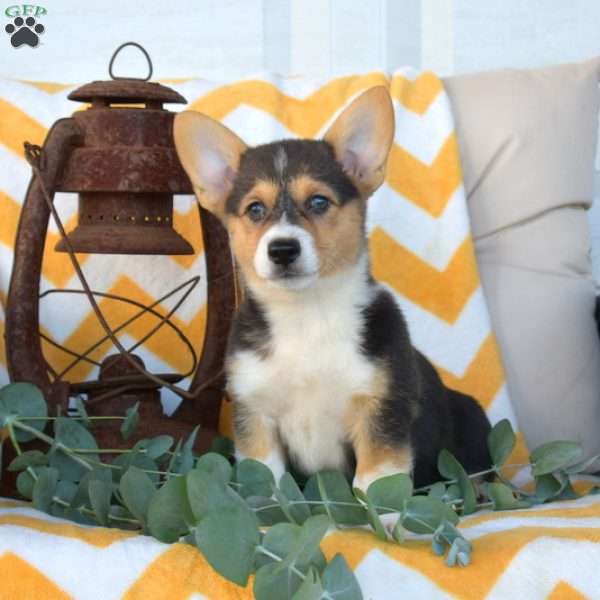 Lilah, Pembroke Welsh Corgi Puppy