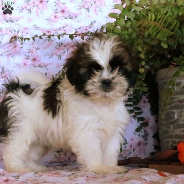 Lillie, Shih Tzu Puppy